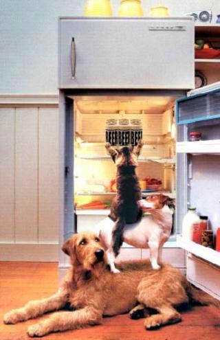 animaux_complices.jpg