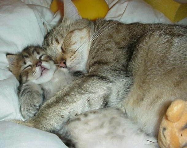 calin_chats.jpg
