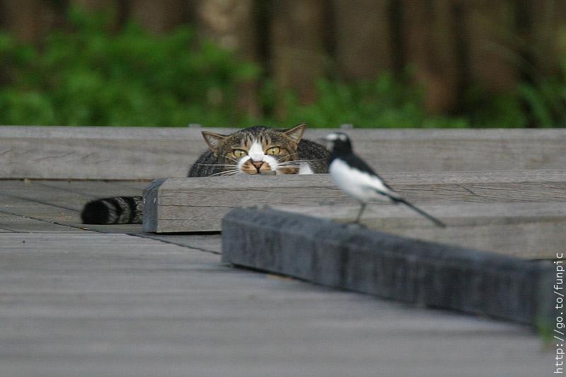 chasseur.jpg