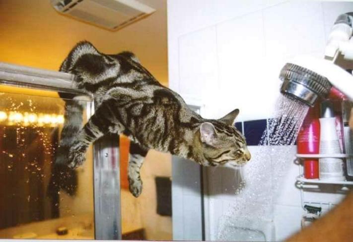 chat_douche.jpg