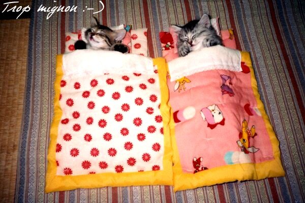 chatons-dodo.jpg