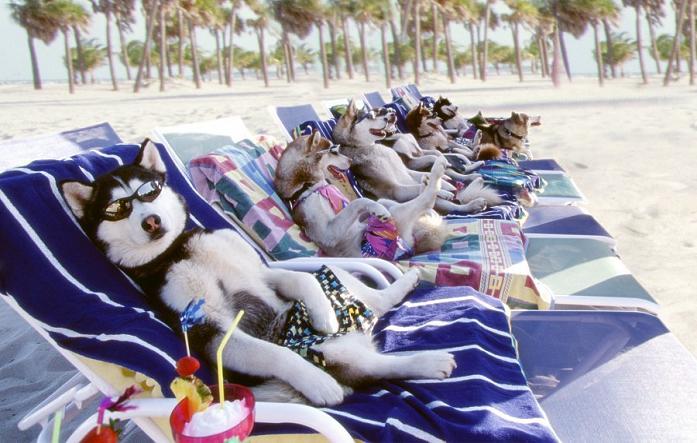 chiens_transat.jpg
