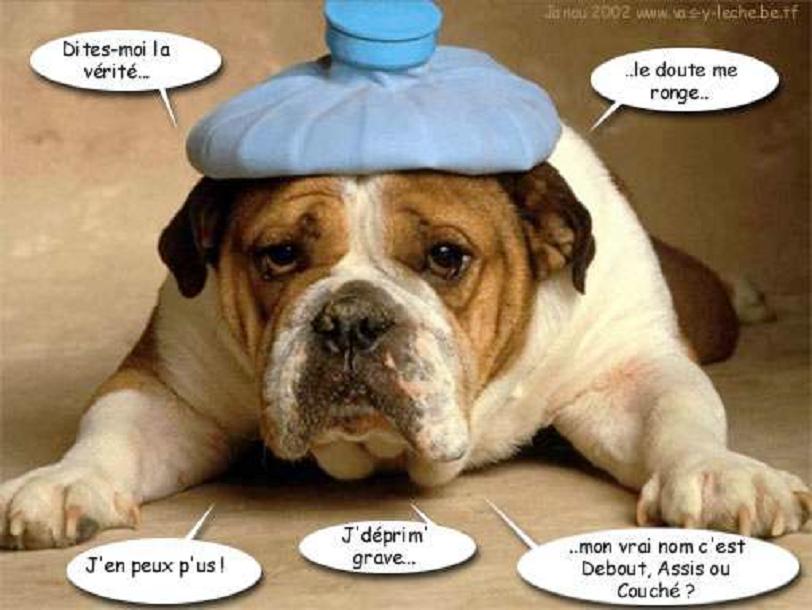 crise_identite_canine.jpg